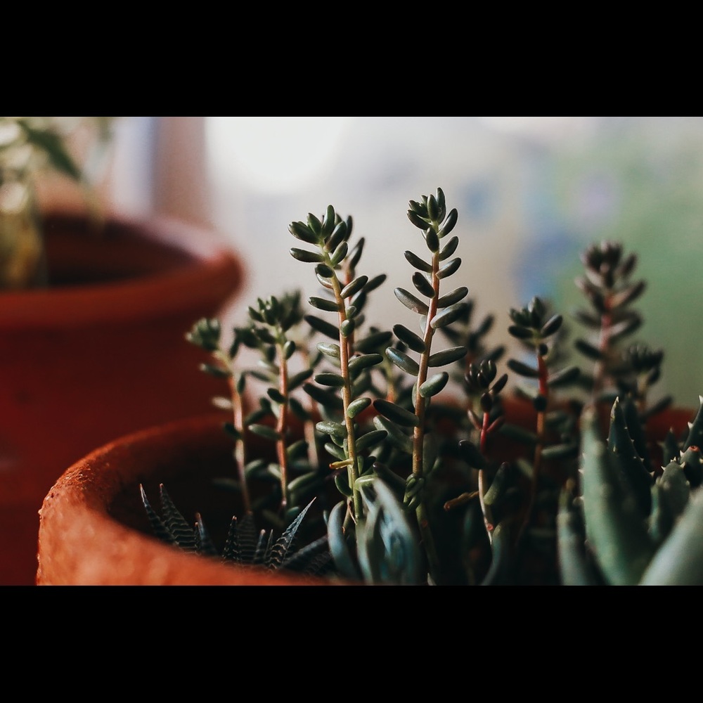 Succulent Print